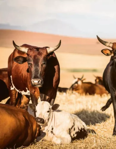 Rauchige Köstlichkeit Smokey Goodness – Das Beste vom BBQ-Rindfleisch Jord Althuizen (36446)