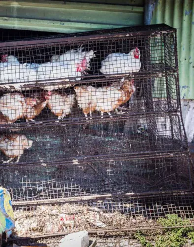 Rauchige Köstlichkeit Smokey Goodness Das Beste vom BBQ-Vögeln Jord Althuizen (1465)