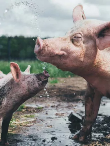 Kosmos Flamme in der Pflanze Vegane Rezepte für den Grill (11873)